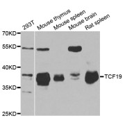 Western blot analysis of extracts of various cell lines, using TCF19 antibody (abx004702) at 1/1000 dilution.