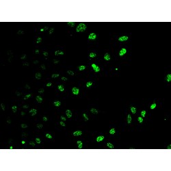 E2F Transcription Factor 6 (E2F6) Antibody