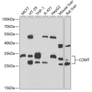 Western blot analysis of extracts of various cell lines, using COMT antibody (abx004737) at 1/1000 dilution.