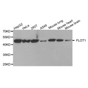 Western blot analysis of extracts of various cell lines, using FLOT1 antibody (abx004751) at 1/1000 dilution.