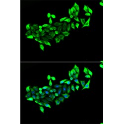 Flotillin 1 (FLOT1) Antibody