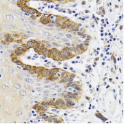 Immunohistochemistry of paraffin-embedded Human trachea using ESD antibody (abx004756) at dilution of 1/100 (40x lens).