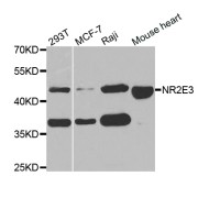 Western blot analysis of extracts of various cell lines, using NR2E3 antibody (abx004760) at 1/1000 dilution.