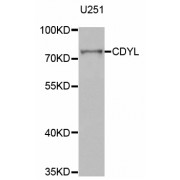 Western blot analysis of extracts of U-251MG cells, using CDYL antibody (abx004780) at 1/1000 dilution.
