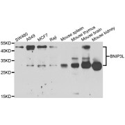 Western blot analysis of extracts of various cell lines, using BNIP3L antibody (abx004801) at 1/1000 dilution.