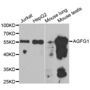 Western blot analysis of extracts of various cell lines, using AGFG1 antibody (abx004810) at 1/1000 dilution.