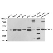 Western blot analysis of extracts of various cell lines, using OXA1L antibody (abx004815) at 1/1000 dilution.