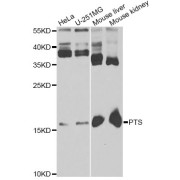 Western blot analysis of extracts of various cell lines, using PTS antibody (abx004820) at 1/1000 dilution.