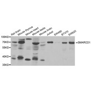 Western blot analysis of extracts of various cell lines, using SMARCD1 antibody (abx004823) at 1/1000 dilution.