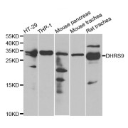 Western blot analysis of extracts of various cell lines, using DHRS9 antibody (abx004834) at 1/1000 dilution.