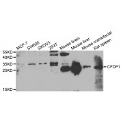 Western blot analysis of extracts of various cell lines, using CFDP1 antibody (abx004835) at 1/1000 dilution.