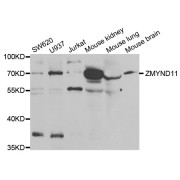 Western blot analysis of extracts of various cell lines, using ZMYND11 antibody (abx004836) at 1/1000 dilution.