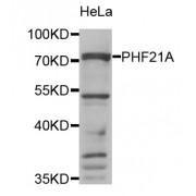 Western blot analysis of extracts of HeLa cells, using PHF21A antibody (abx004838) at 1/1000 dilution.