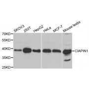 Western blot analysis of extracts of various cell lines, using CIAPIN1 antibody (abx004844) at 1/1000 dilution.