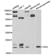 Western blot analysis of extracts of various cell lines, using AGA antibody (abx004855) at 1/1000 dilution.