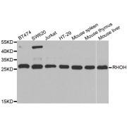 Western blot analysis of extracts of various cell lines, using RHOH antibody (abx004858) at 1/1000 dilution.