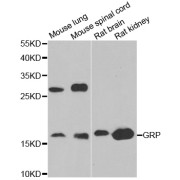 Western blot analysis of extracts of various cell lines, using GRP antibody (abx004878) at 1/1000 dilution.