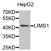 Western blot analysis of extracts of HepG2 cells, using LIMS1 antibody (abx004882) at 1/1000 dilution.