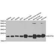 Western blot analysis of extracts of various cell lines, using NDUFS4 antibody (abx004885) at 1/1000 dilution.