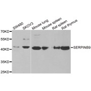 Western blot analysis of extracts of various cell lines, using SERPINB9 antibody (abx004888) at 1/1000 dilution.