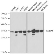 Western blot analysis of extracts of various cell lines, using SNRPA antibody (abx004904) at 1/1000 dilution.