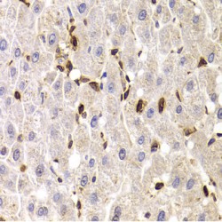 Leukosialin (SPN) Antibody