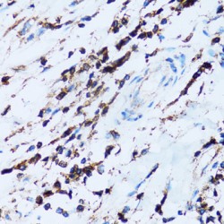 Leukosialin (SPN) Antibody