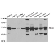 Western blot analysis of extracts of various cell lines, using PDHX antibody (abx004919) at 1/1000 dilution.