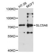 Western blot analysis of extracts of various cell lines, using SLC5A6 antibody (abx004927) at 1:3000 dilution.