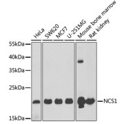 Western blot analysis of extracts of various cell lines, using NCS1 antibody (abx004947) at 1/1000 dilution.