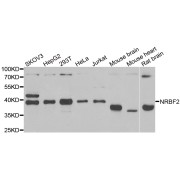 Western blot analysis of extracts of various cell lines, using NRBF2 antibody (abx004954) at 1/1000 dilution.