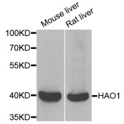 Western blot analysis of extracts of various cell lines, using HAO1 antibody (abx004961) at 1/1000 dilution.