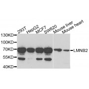 Western blot analysis of extracts of various cell lines, using LMNB2 antibody (abx004970) at 1/1000 dilution.