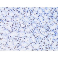 Lamin-B2 (LMNB2) Antibody
