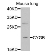 Western blot analysis of extracts of mouse lung, using CYGB antibody (abx004975) at 1/1000 dilution.