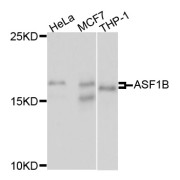 Western blot analysis of extracts of various cell lines, using ASF1B antibody (abx004993) at 1/1000 dilution.