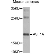 Western blot analysis of extracts of mouse pancreas, using ASF1A Antibody (abx005007) at 1/1000 dilution.