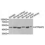 Western blot analysis of extracts of various cell lines, using ATP6AP2 antibody (abx005010) at 1/1000 dilution.