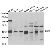 Western blot analysis of extracts of various cell lines, using BUB3 antibody (abx005015) at 1/1000 dilution.