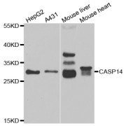 Western blot analysis of extracts of various cell lines, using CASP14 antibody (abx005020) at 1/1000 dilution.