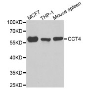 Western blot analysis of extracts of various cell lines, using CCT4 antibody (abx005026) at 1/1000 dilution.