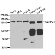 Western blot analysis of extracts of various cell lines, using CENPC antibody (abx005031) at 1/1000 dilution.