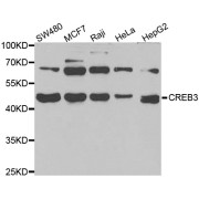 Western blot analysis of extracts of various cell lines, using CREB3 antibody (abx005039) at 1/1000 dilution.