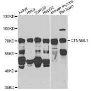 Western blot analysis of extracts of various cell lines, using CTNNBL1 Antibody (abx005043) at 1/1000 dilution.