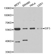 Western blot analysis of extracts of various cell lines, using EIF5 antibody (abx005049) at 1/1000 dilution.