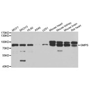 Western blot analysis of extracts of various cell lines, using GMPS antibody (abx005065) at 1/1000 dilution.