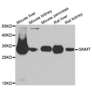 Western blot analysis of extracts of various cell lines, using GNMT antibody (abx005066) at 1/1000 dilution.