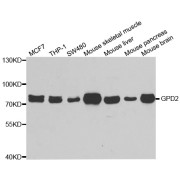 Western blot analysis of extracts of various cell lines, using GPD2 antibody (abx005069) at 1/1000 dilution.