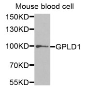 Western blot analysis of extracts of mouse blood, using GPLD1 antibody (abx005070) at 1/1000 dilution.