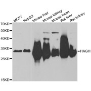 Western blot analysis of extracts of various cell lines, using HAGH antibody (abx005073) at 1/1000 dilution.